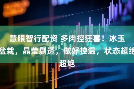 慧眼智行配资 多肉控狂喜！冰玉盆栽，晶莹剔透，做好控温，状态超绝
